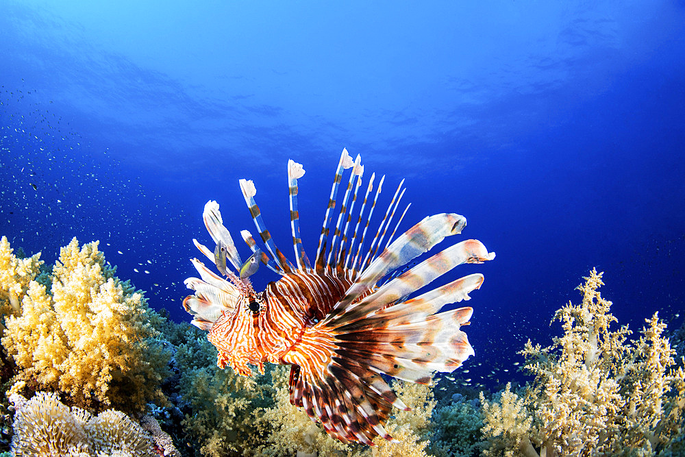 A lionfish poses on a coral reef, Red Sea.