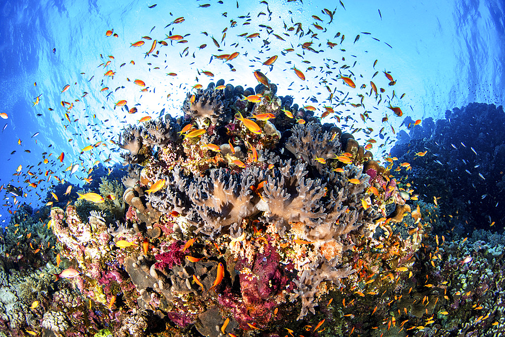 A coral bommie full of reef fish and healthy corals, Red Sea.