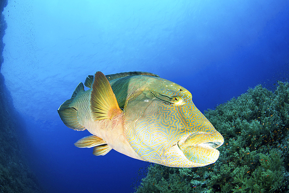 A large Napoleon wrasse swimming over a coral reef, Red Sea.