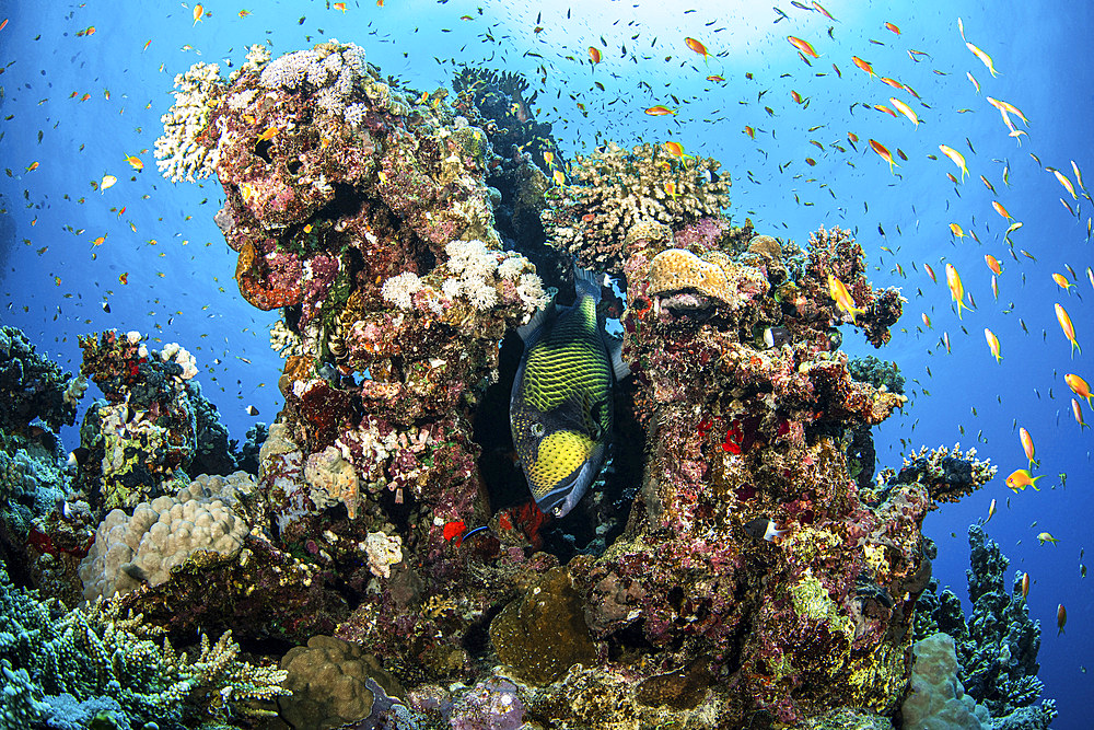 A titan triggerfish hovers in a cleaning station, Red Sea.