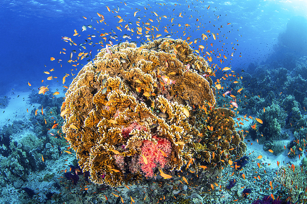 A coral bommie in the Red Sea at Yolanda Reef is full of anthias fish.