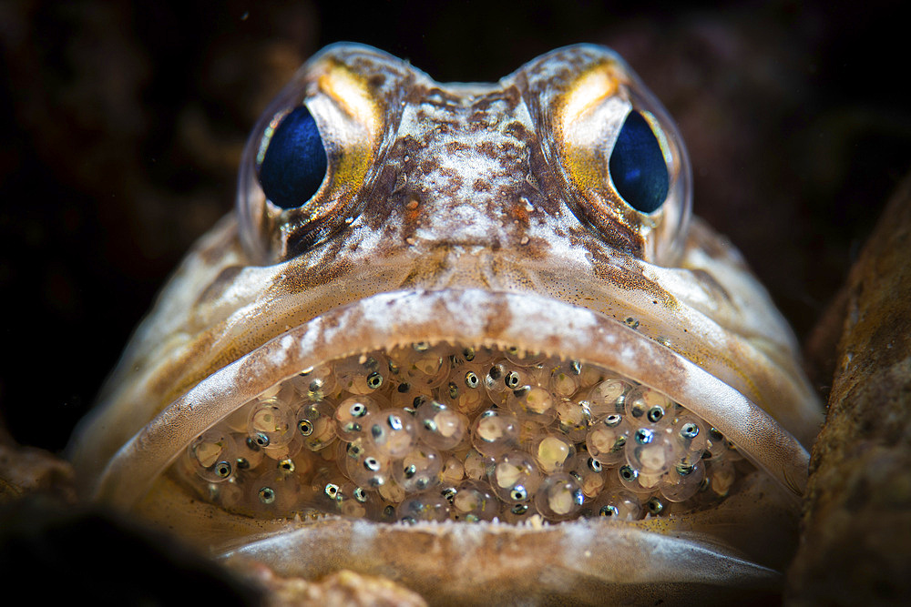 A male yellow barred jawfish (Opistognathus randalli), broods eggs in its mouth, Anilao, Philippines.