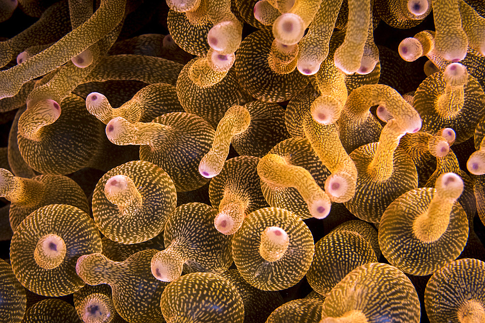 Bubble-tip anemone in Komodo National Park, Indonesia.