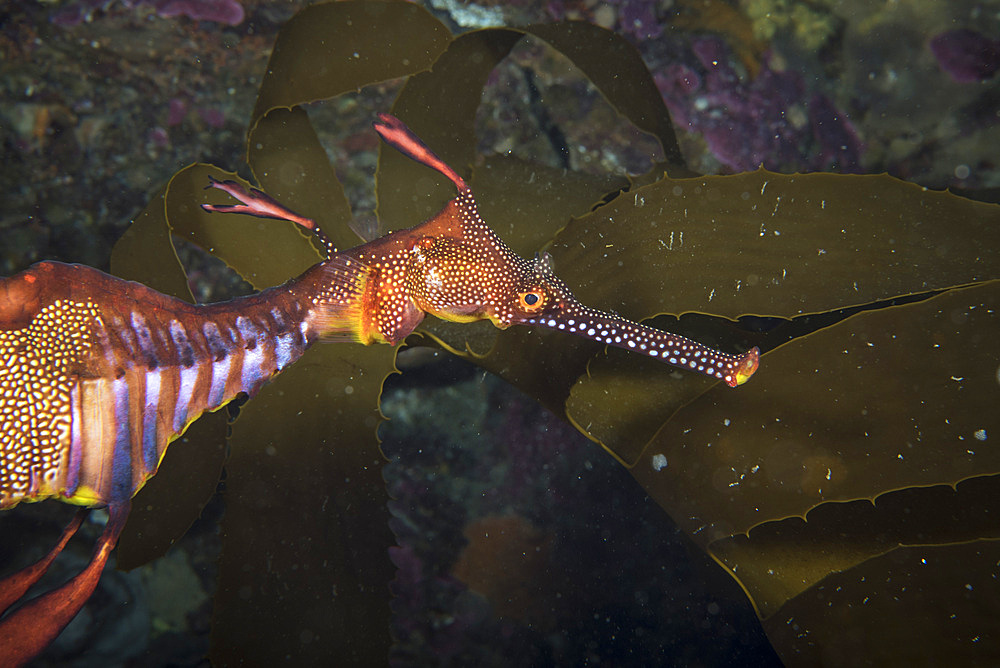 Weedy sea dragon, Tasmania, Australia.