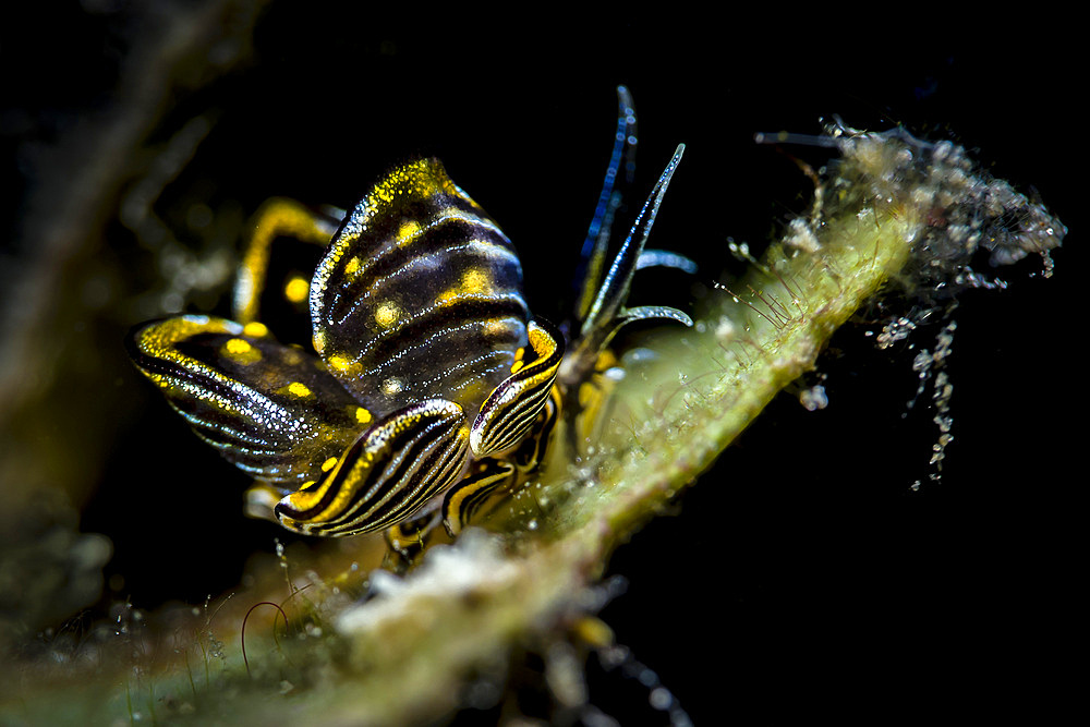 Black-lined sapsucking slug, Romblon, Philippines.