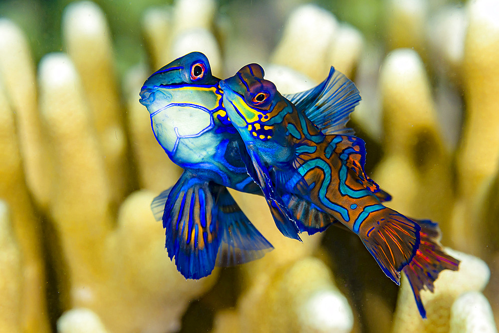 A pair of mandarinfish mating, Cebu, Philippines.