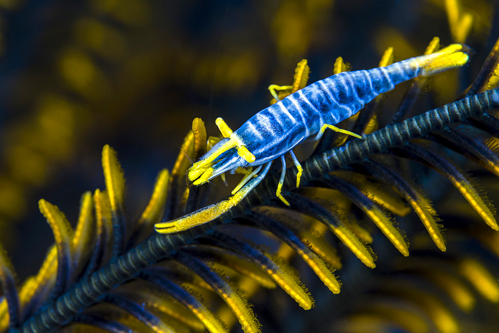 Crinoid shrimp, Cebu, Philippines.