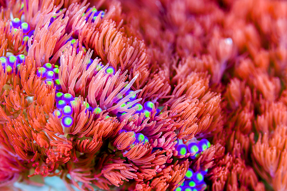 Sea anemone, Bohol Sea, Philippines.