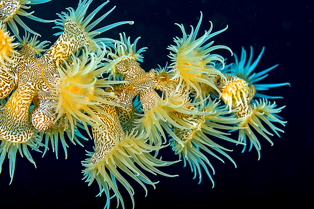 Beautiful tiger anemone colony, Bohol Sea, Philippines.