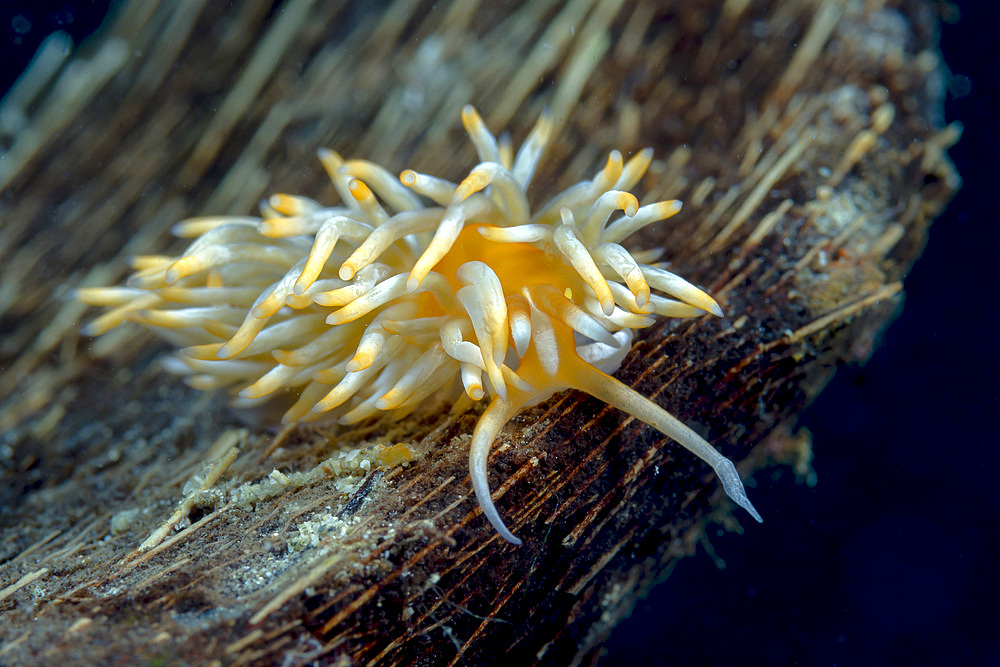 Caloria nudibranch, Milne Bay, Papua New Guinea.