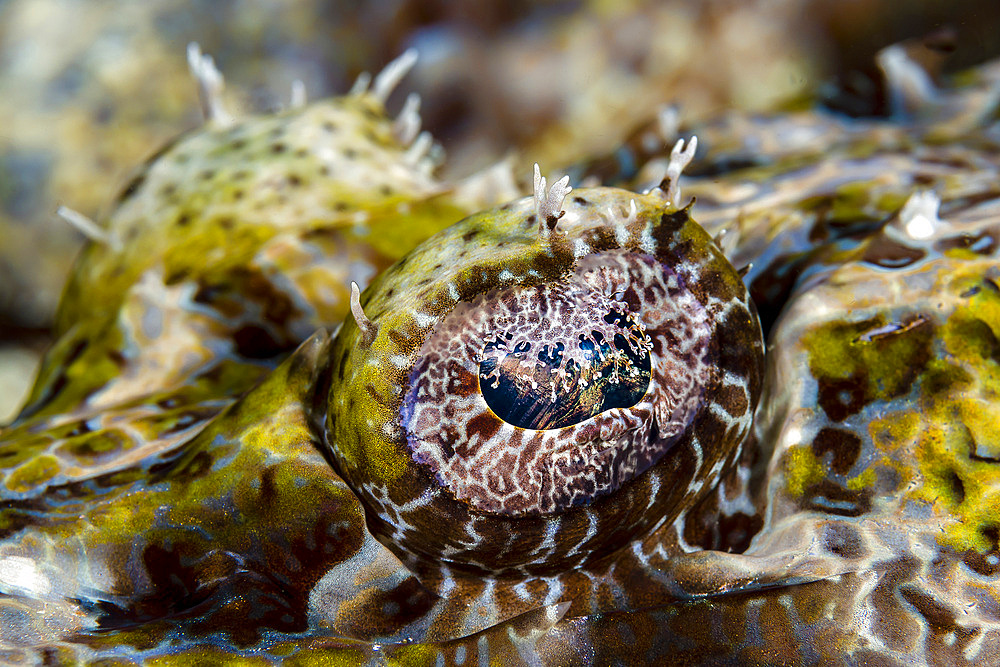 Eye close-up on a crocodile flathead, New Ireland, Papua New Guinea.