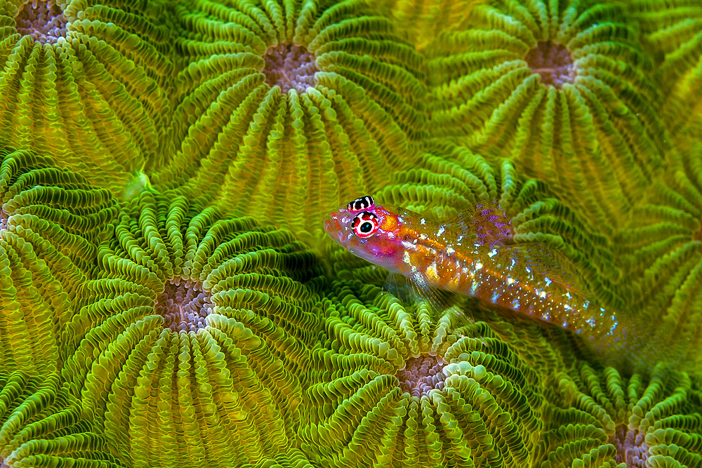 A pygmy goby, New Ireland, Papua New Guinea.