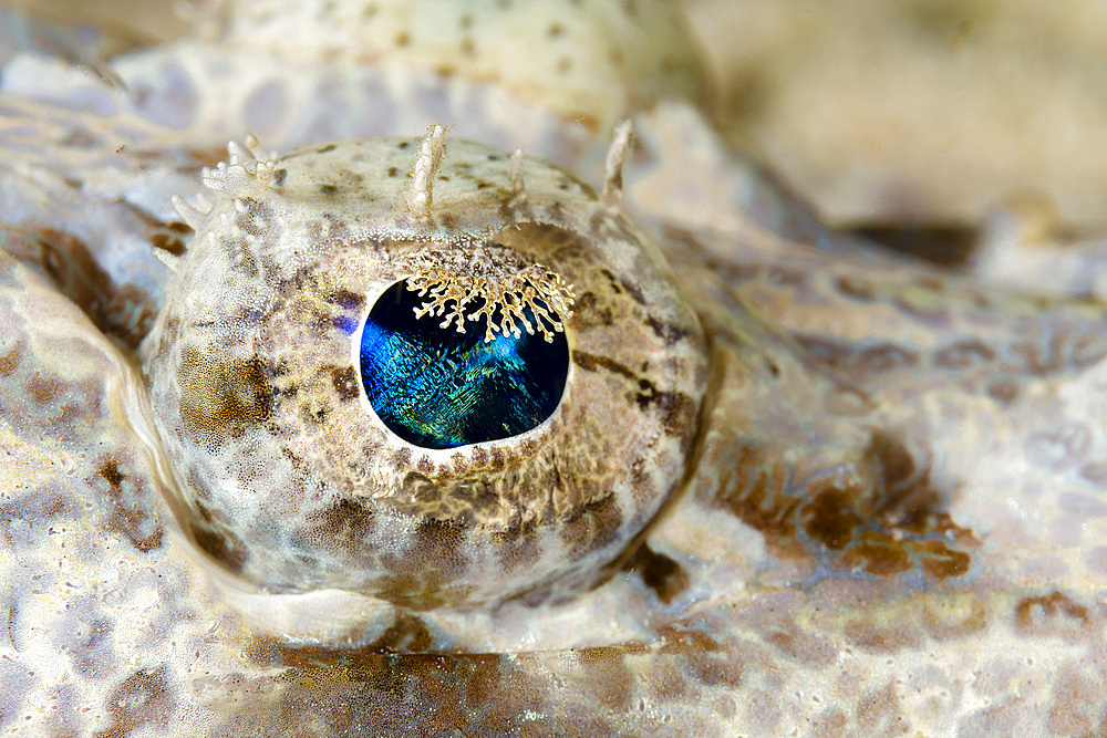 Eye detail of a juvenile crocodilefish, New Ireland, Papua New Guinea.