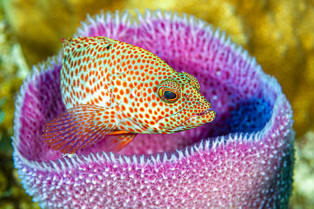 A young graysby (Cephalopholis cruentata) in an azure vase sponge, Little Cayman Island.