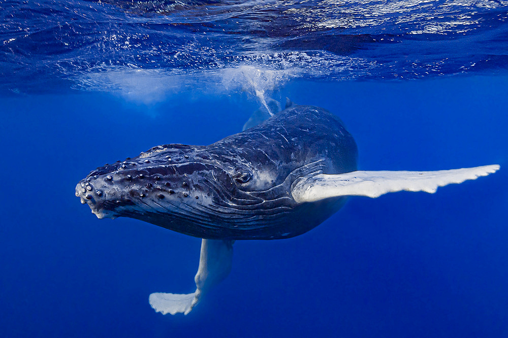 Humpback whale (Megaptera novaeangliae) calf playing at the surface.