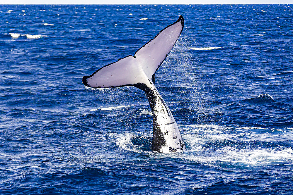 Humpback whale (Megaptera novaeangliae) calf learning to slap the water surface.