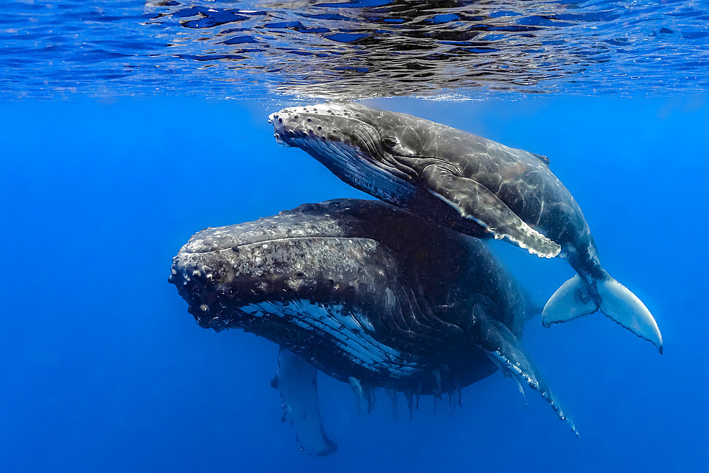 Humpback whale (Megaptera novaeangliae) mother and her calf.