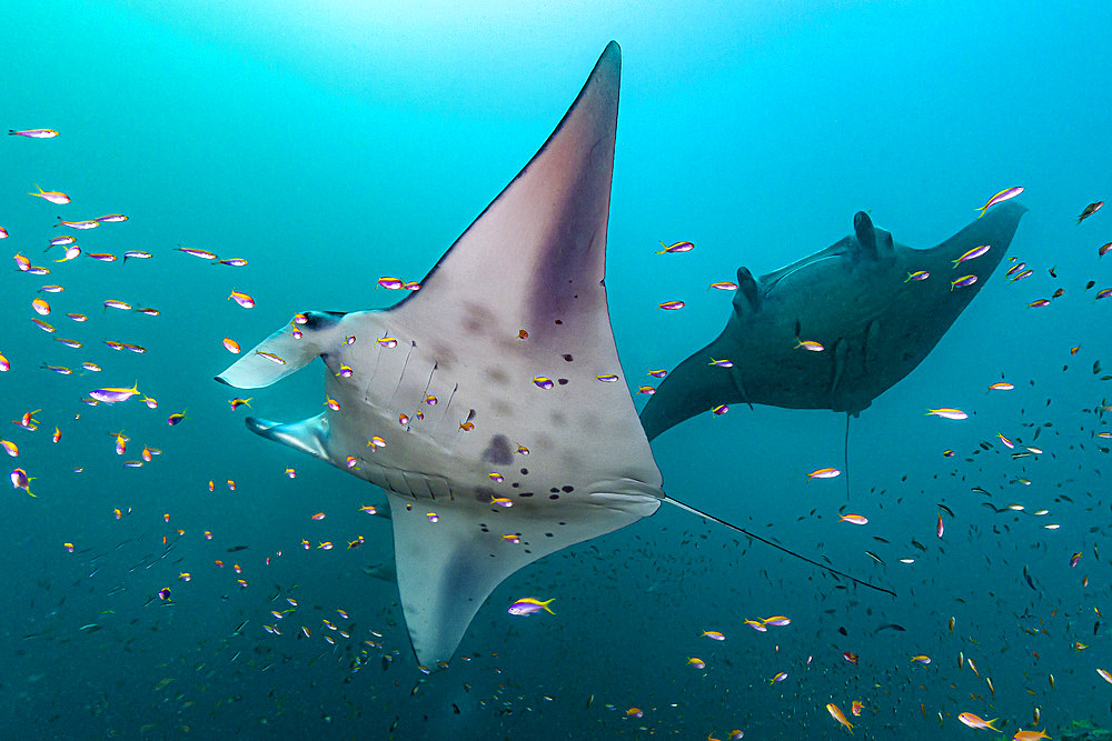 Two oceanic manta rays (Mobula birostris) coming in to a cleaning station, Maldives.