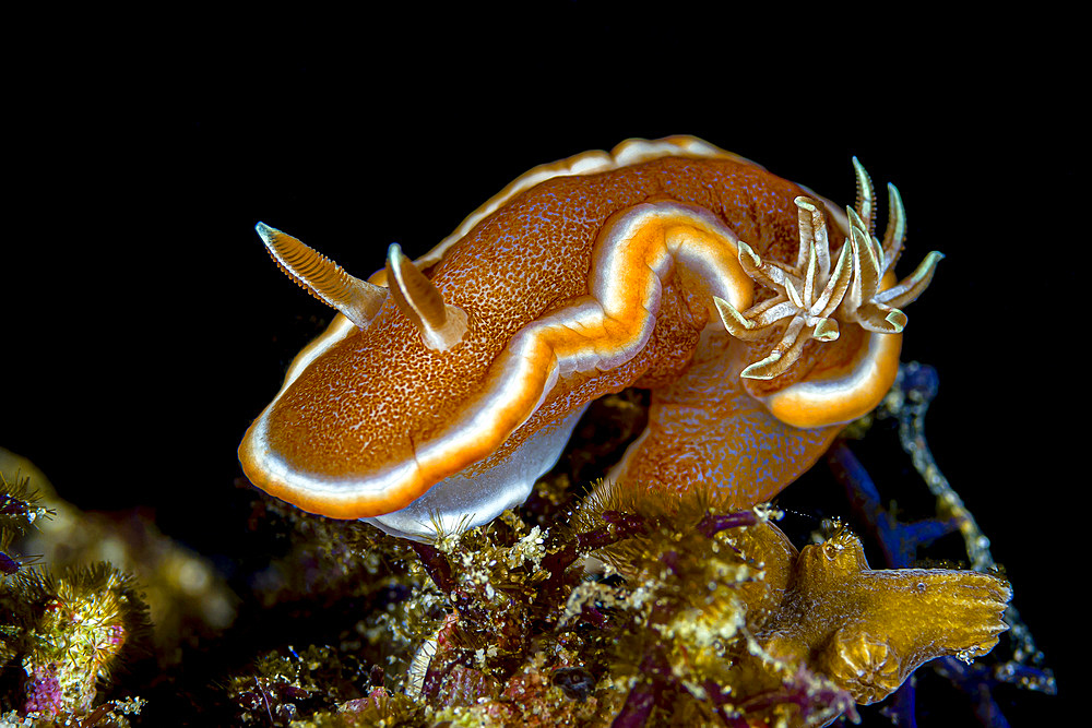 Glossodoris nudibranch, Anilao, Philippines.