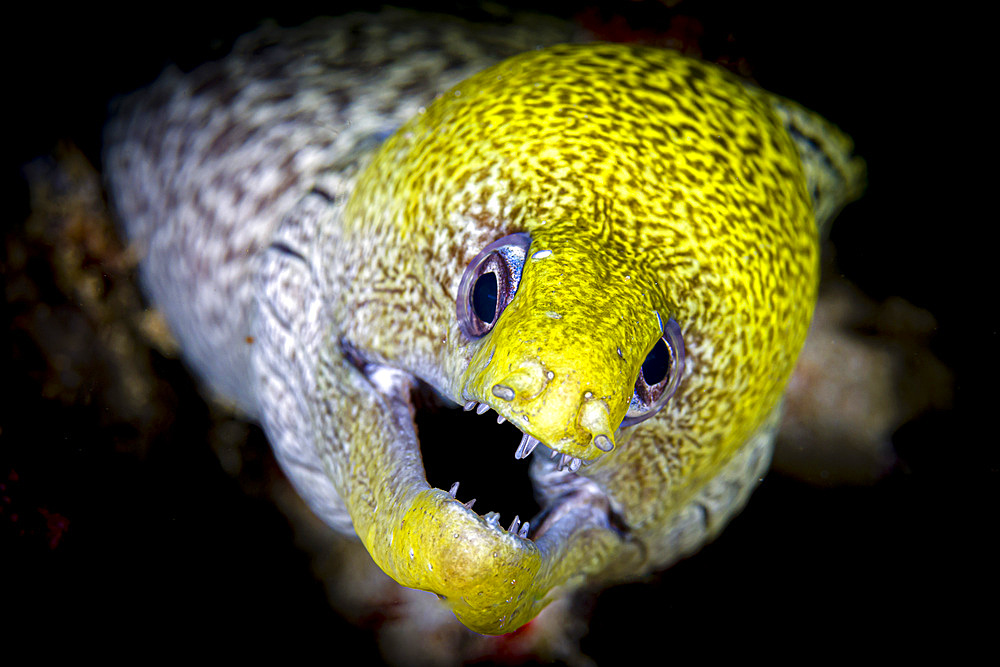 Headshot of a fimbriated moray eel (Gymnothorax fimbriatus).