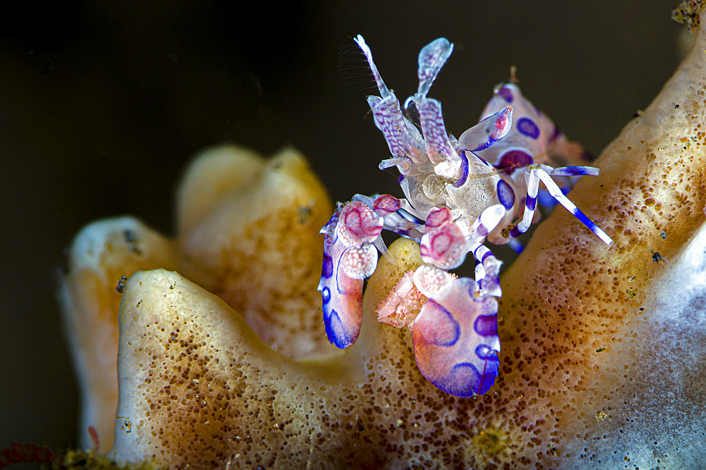 Harlequin shrimp (Hymenocera elegans), Tulamben, Bali, Indonesia.