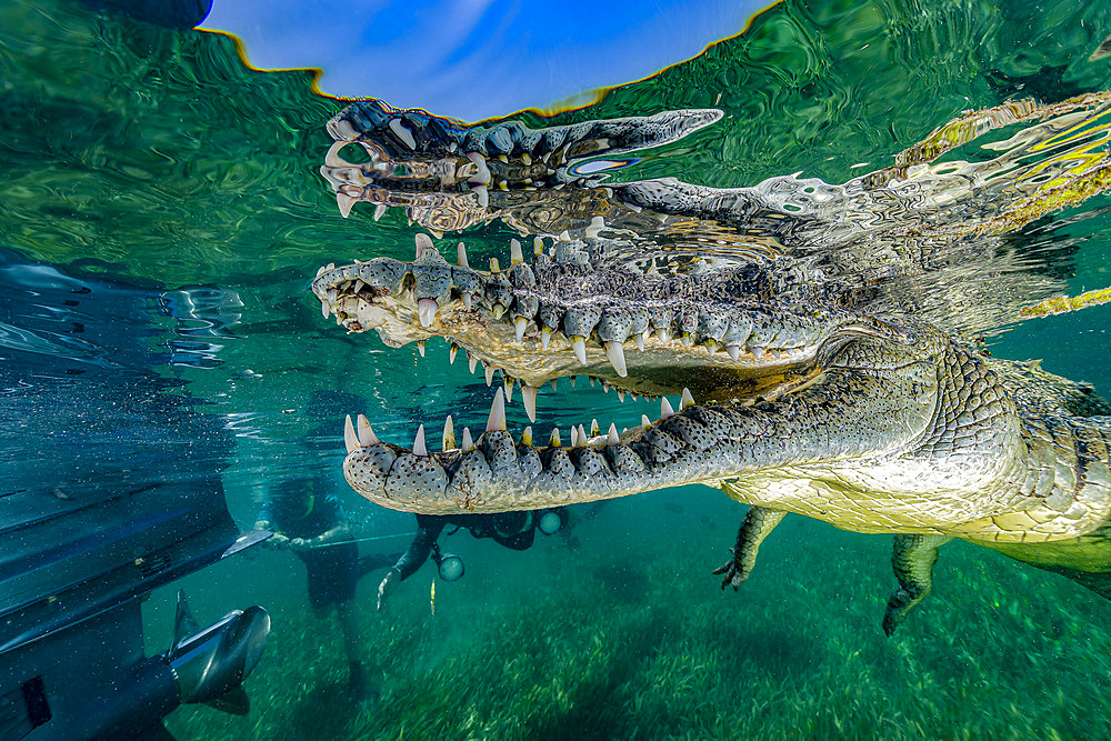 Saltwater crocodile of Cuba.