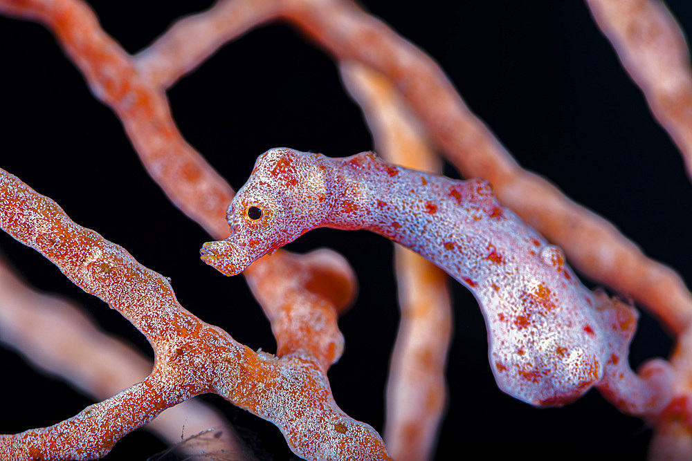 Denise's pygmy seahorse (Hippocampus denise), Kimbe Bay, Papua New Guinea.