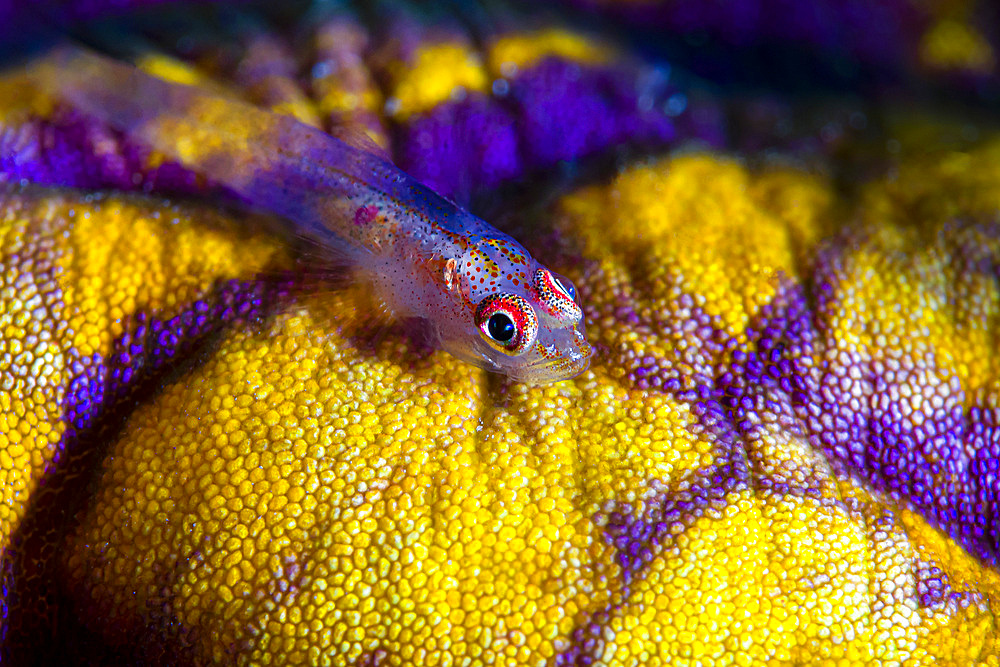 Common ghost goby (Pleurosicya mossambica), Kimbe Bay, Papua New Guinea.