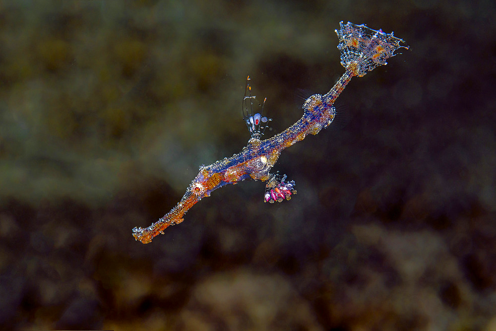 A juvenile ornate ghost pipefish (Solenostomus paradoxus).