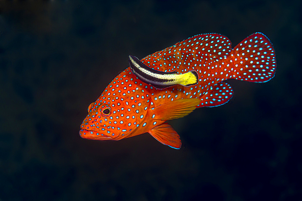 A longspine grouper (Epinephelus longispinis) being cleaned by a cleaner wrasse (Labroides dimidiatus).