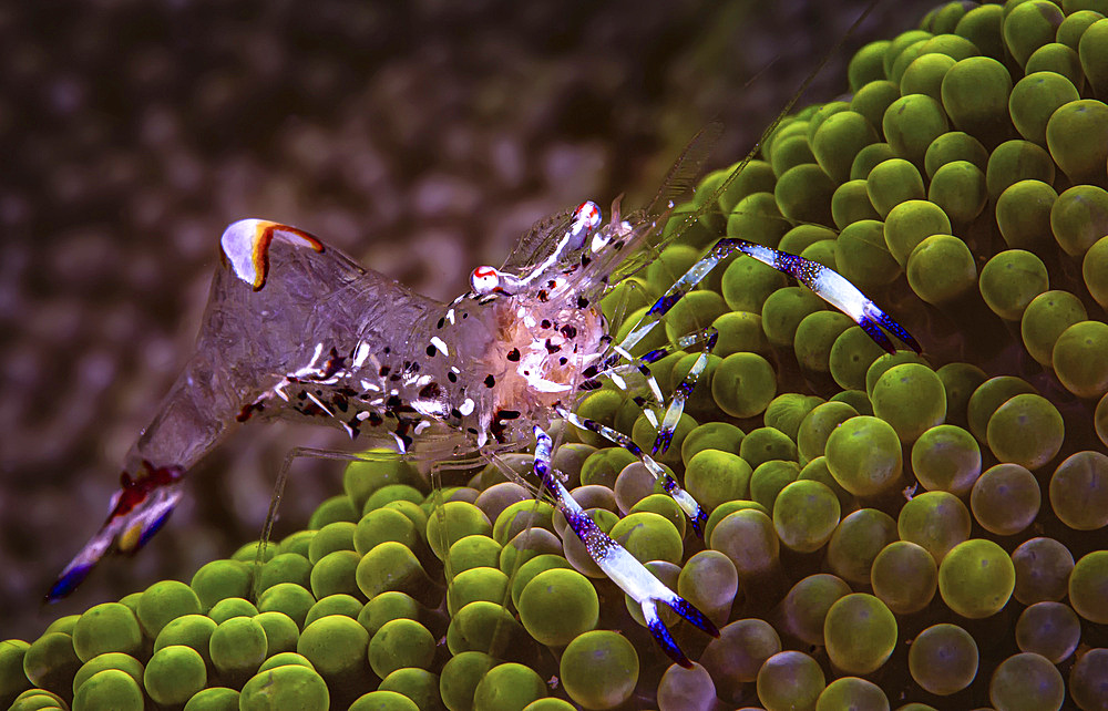 Spotted cleaner shrimp (Periclimenes yucatanicus) on a green sea anemone (Actiniaria), Puerto Galera, Philippines.