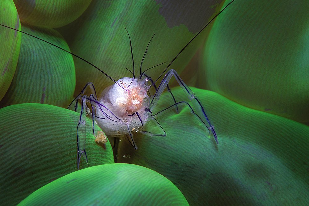 Bubble coral shrimp (Vir philippinensis) on bubble coral (Plerogyra sinuosa) eating, Puerto Galera, Philippines.