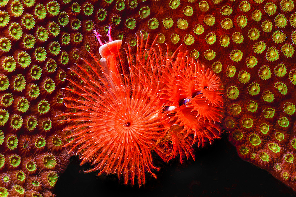 Christmas tree worm (Spirobranchus giganteus) on hard coral in Bonaire, Caribbean Netherlands.