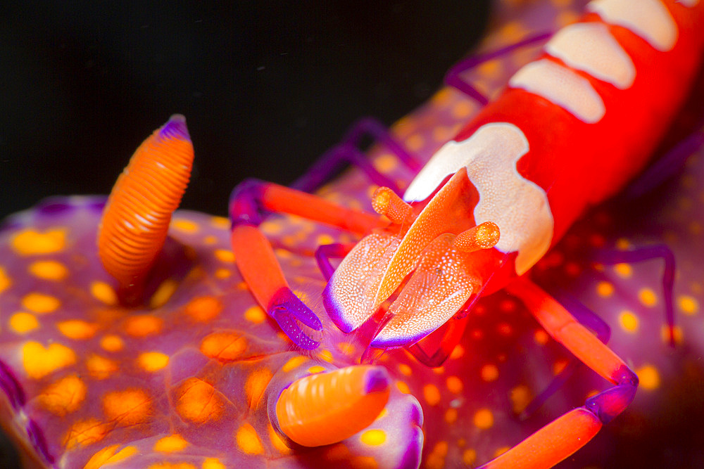 A bright orange emperor shrimp (Periclimenes imperator) sits on top of a nudibranch, Lembeh Strait, North Sulawesi, Indonesia.