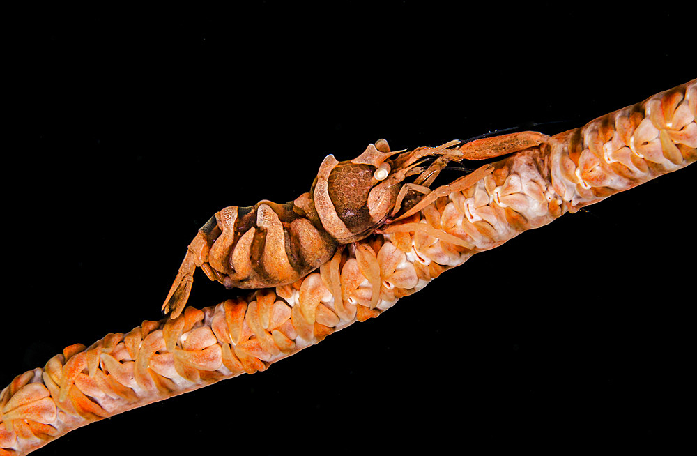 Anker's whip coral shrimp (Pontonides ankeri) strolls along a whip coral in Lembeh Strait, Indonesia.