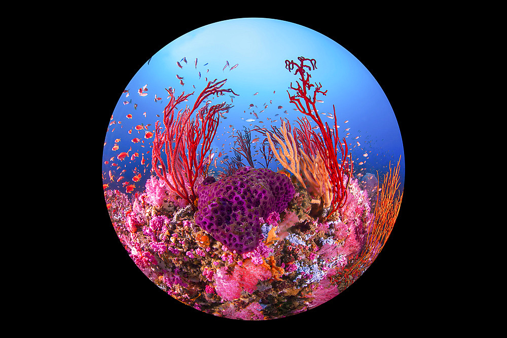 Reef scene including soft pink, red, and purple corals with brighlty colored anthias (Anthiinae) hovering on top of the reef in Puerto Galera, Philippines.