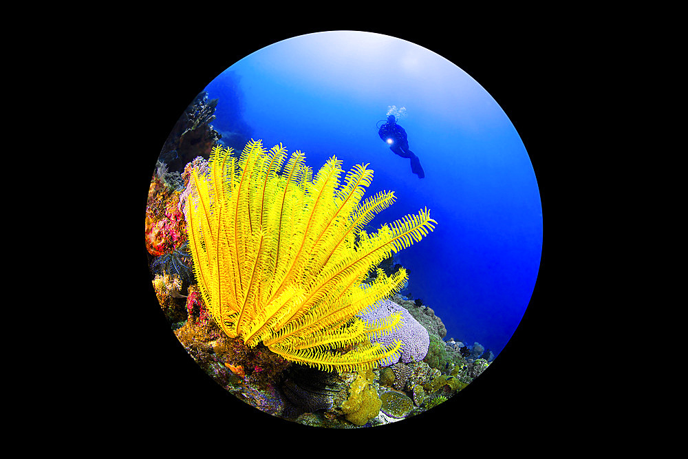 Yellow crinoid (Crinoidea) and a scuba diver in Puerto Galera, Philippines. Photographed using close focus wide angle technique with a circular fisheye lens.