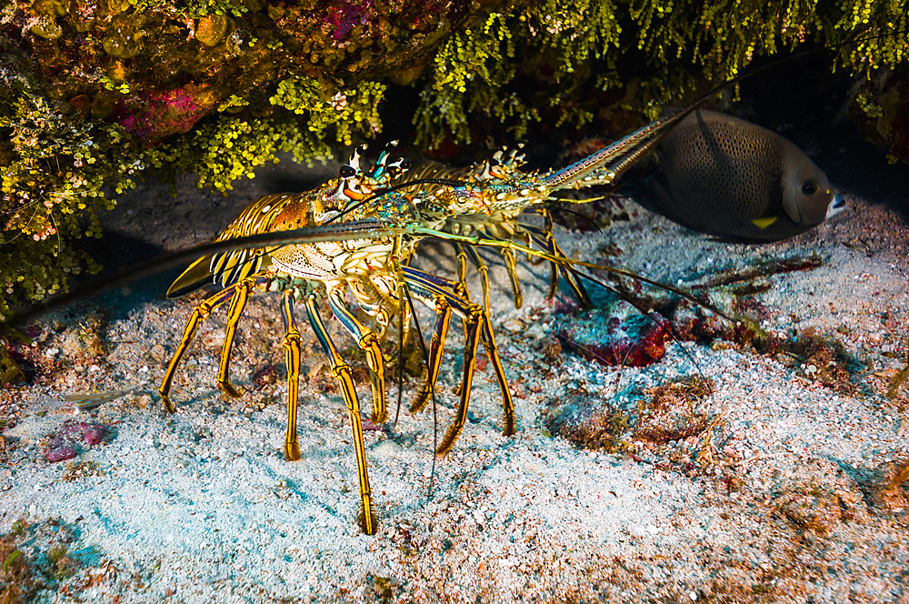 Spiny lobsters under an overhang in Cozumel, Mexico.