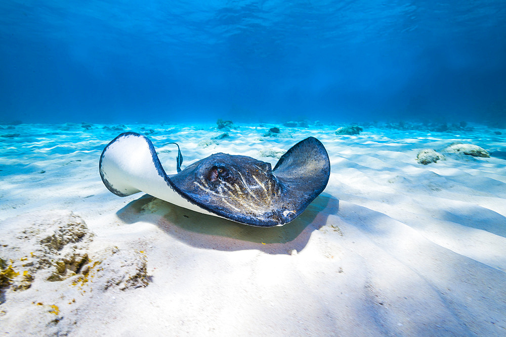 Stingrays swim through the deeper waters of Stingray City in Grand Cayman, Cayman Islands.