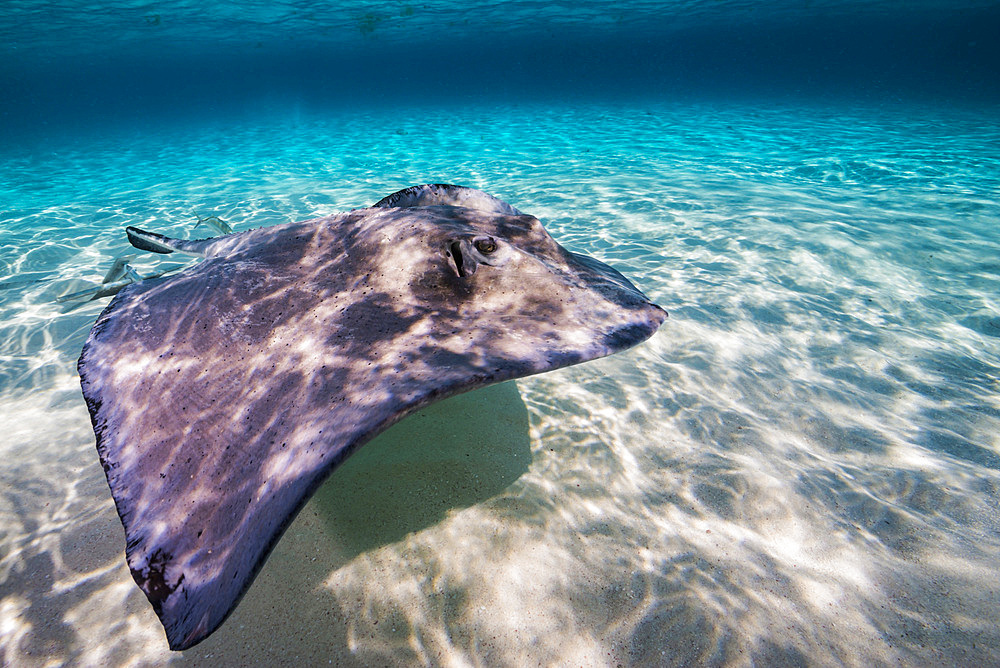 Southern stingray on the sandbar in Grand Cayman, Cayman Islands.