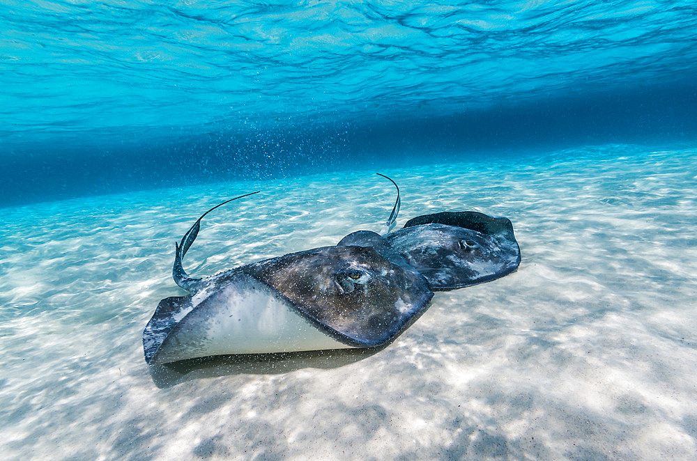 Southern stingrays congregate on the sandbar in Grand Cayman, Cayman Islands.