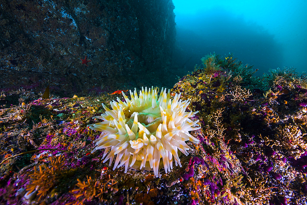 An anemone grows on the rocks of Marys pinnacle in Resurrection Bay, Alaska.