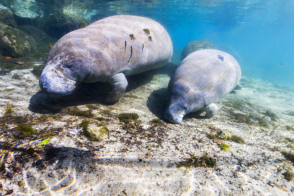 Manatee with calf in Crystal River, Florida.