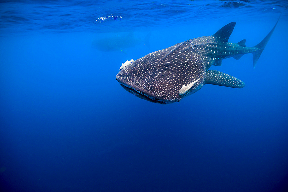 Whale shark in Isla Mujeres, Mexico.