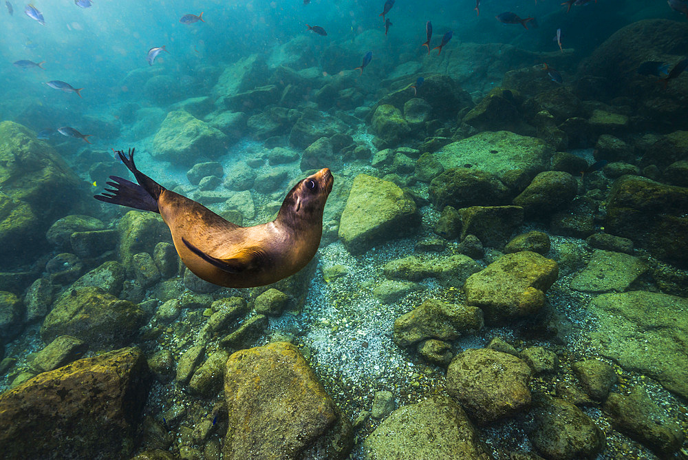 California sea lion in Isla Mujeres, Mexico.