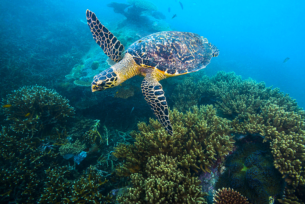 Hawksbille sea turtle in Malaysia.