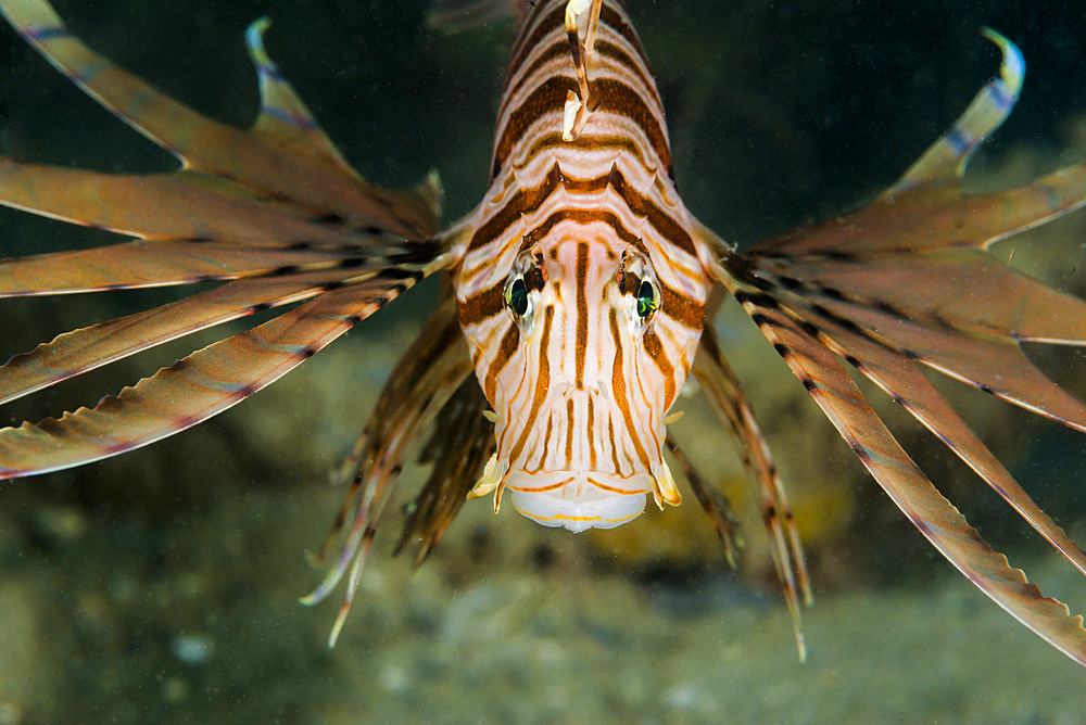 Red lionfish in Malaysia.