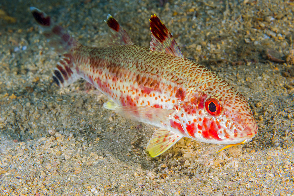 Freckled goatfish in Malaysia.