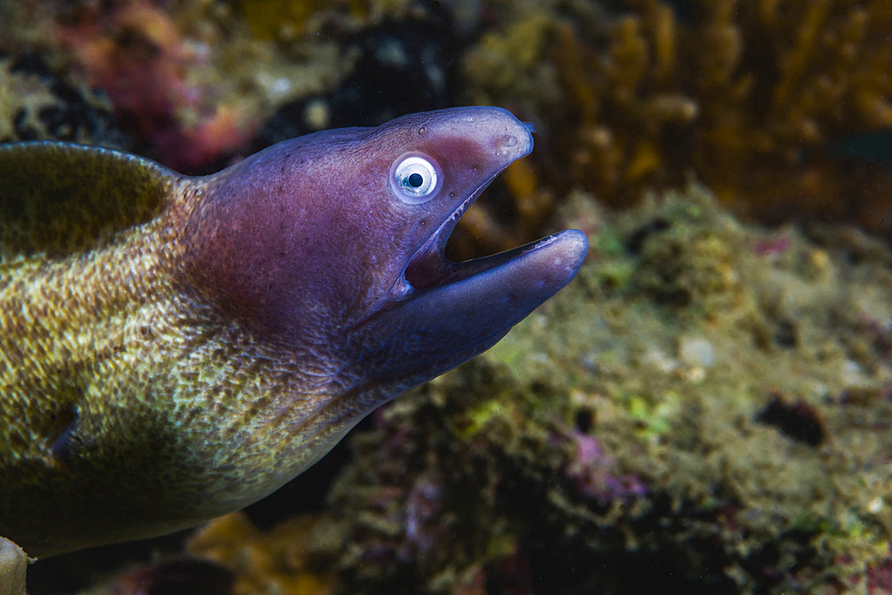 White-eyed moray eel in Malaysia.