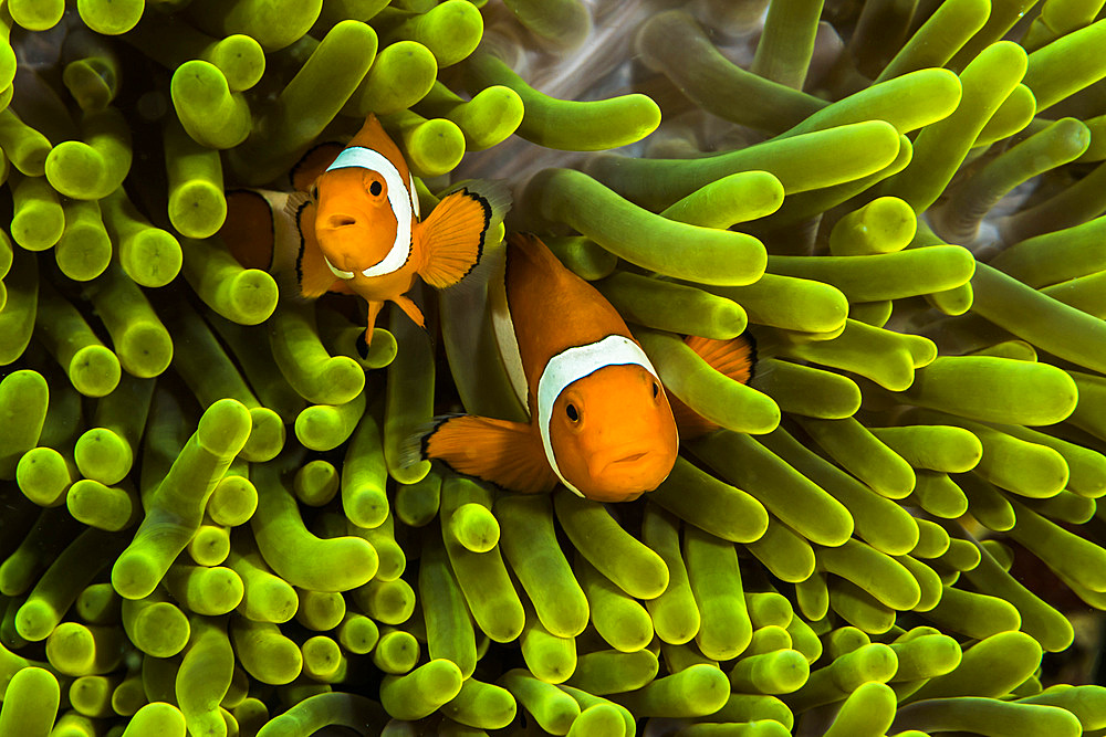 False clown anemonefish hide in their anemone in West Papua, Indonesia.